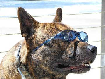 Vacation Home for 8 Guests in Pacific City, Tillamook County, Picture 2