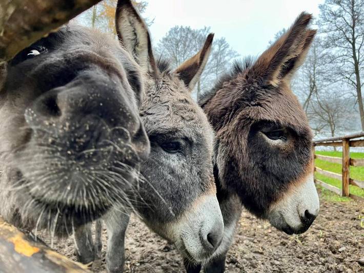 Domek letniskowy dla 5 osób, z sauna i widok oraz ogród w Bory Tucholskie