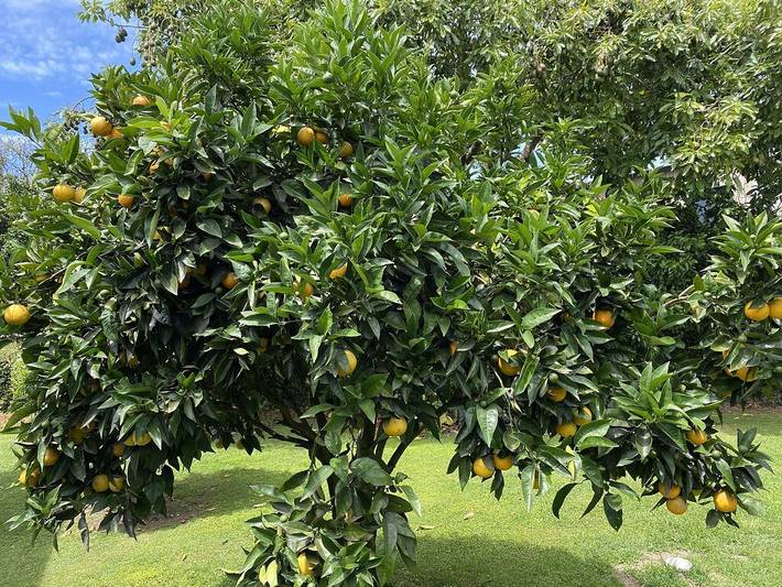 Holiday home for 11 people, with terrace and pool as well as garden in Bay of Plenty