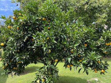 Location de vacances pour 11 personnes, avec piscine ainsi que jardin et terrasse à Tauranga