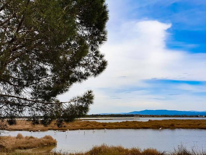 Location de vacances pour 5 personnes, avec piscine et terrasse, animaux acceptés à Arborea - 4
