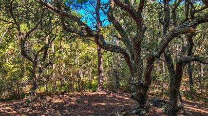 Vacation House for 18 Guests in Corolla, Outer Banks, Picture 3