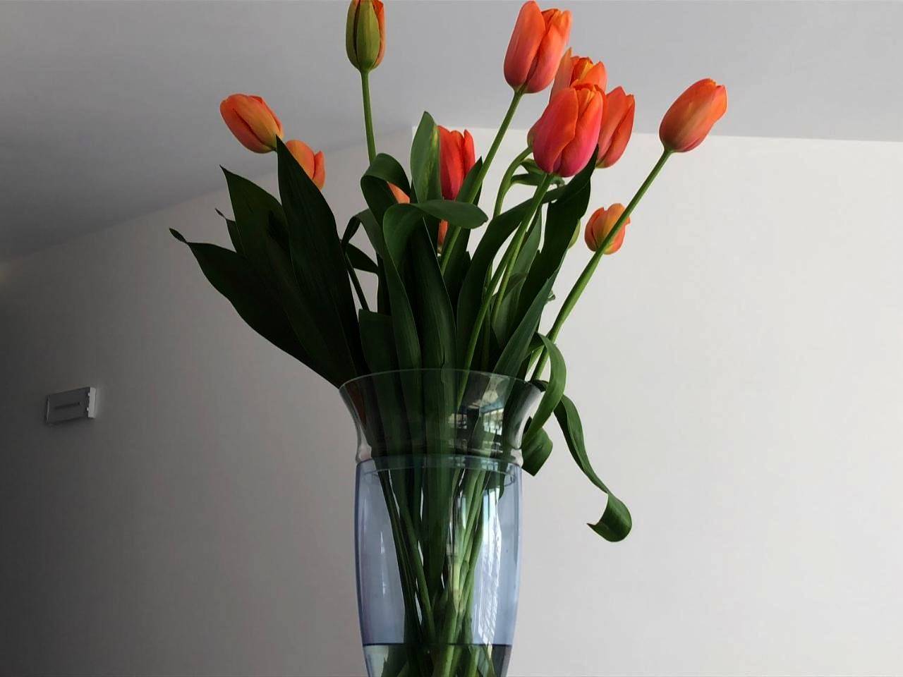 Hotel Corallo Circeo in San Felice Circeo, Agro Pontino