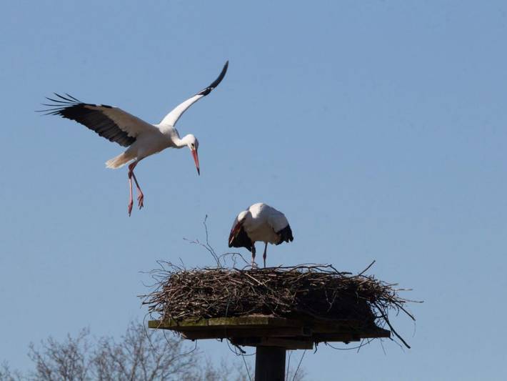 Ganze Ferienwohnung, Hof Gröne in Drage, Eider-Treene-Sorge