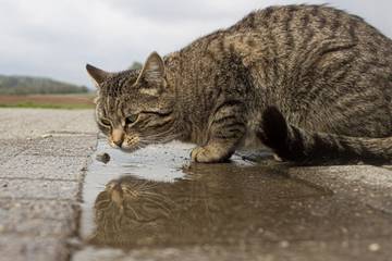 Ferienwohnung für 4 Personen, mit Garten am Bodensee