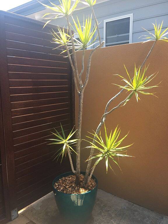 Sawtell Seaside Villas A in Sawtell, New South Wales