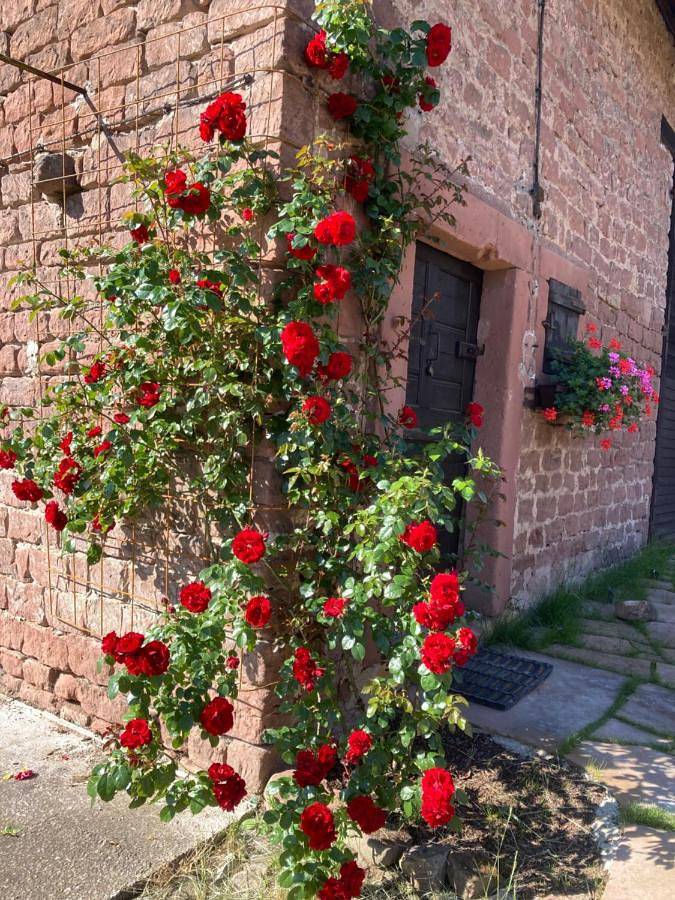 Location de vacances pour 4 personnes, avec jardin et balcon à Dambach (homonymie) - 4