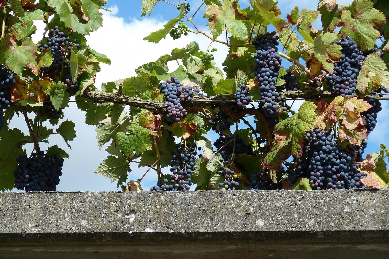 Ferienwohnung Nörpel - Ferienwohnung Nörpel in Igersheim, Taubertal