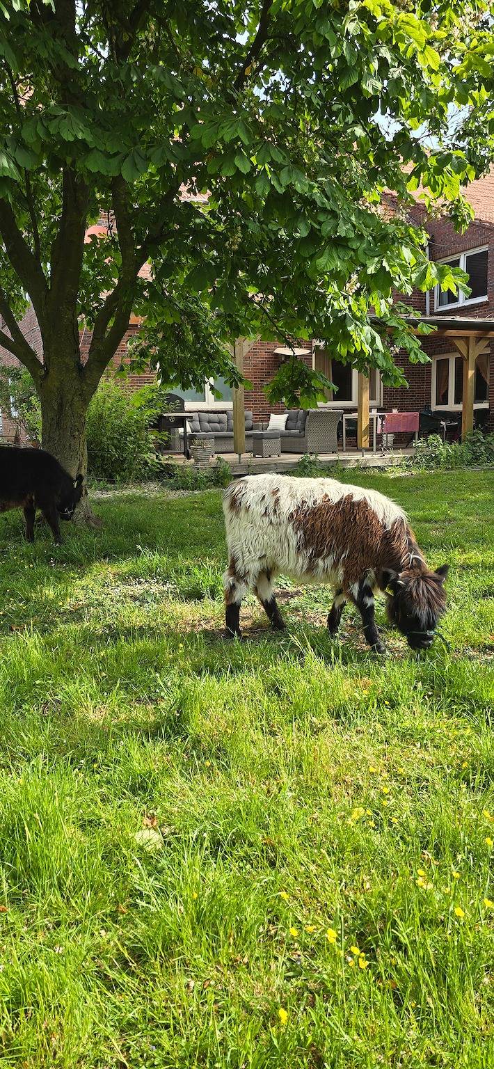 Bauernhof für 4 Personen, mit Garten, mit Haustier an der Nordsee - 3