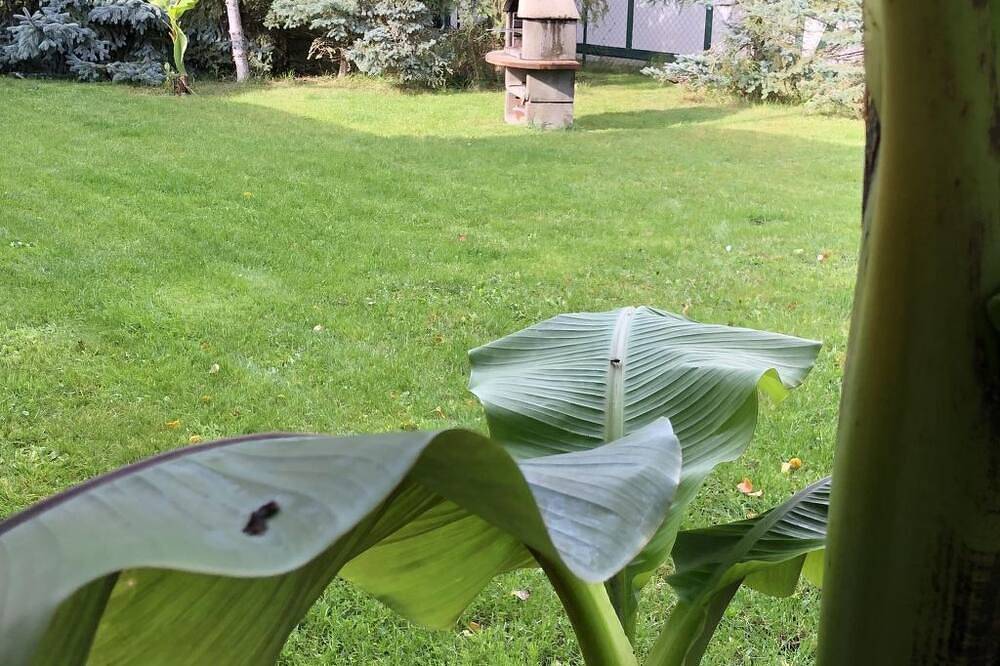 Mit Garten, Grill und Terrasse in Mönkebude, Vorpommern Greifswald