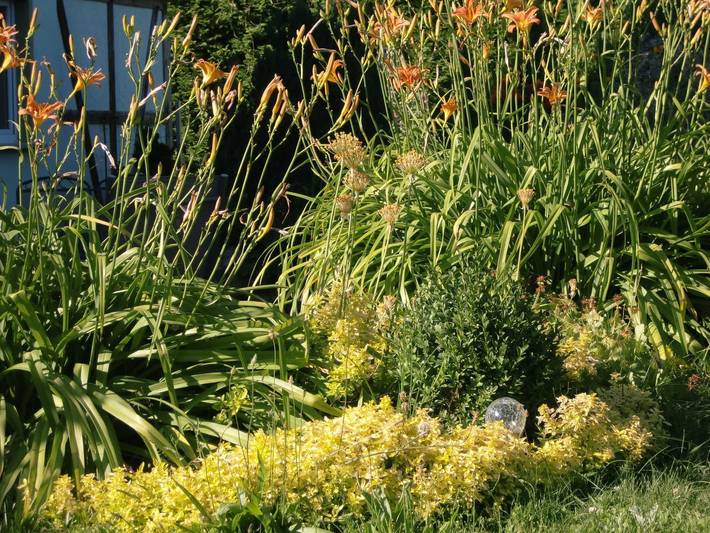 Hütte für 3 Personen, mit Terrasse und Garten, kinderfreundlich in Mecklenburgische Seenplatte - 4