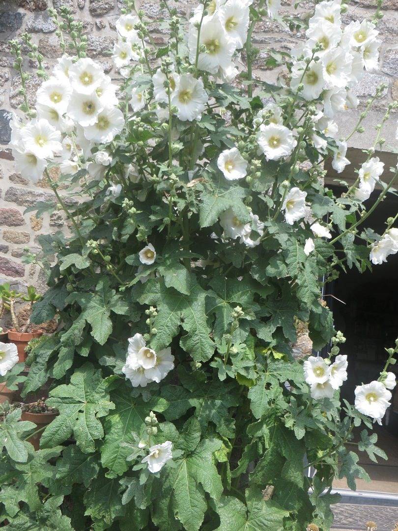 Chez Yves et Lili - Chambre Côté jardin in Meillac, Région de Saint-Malo