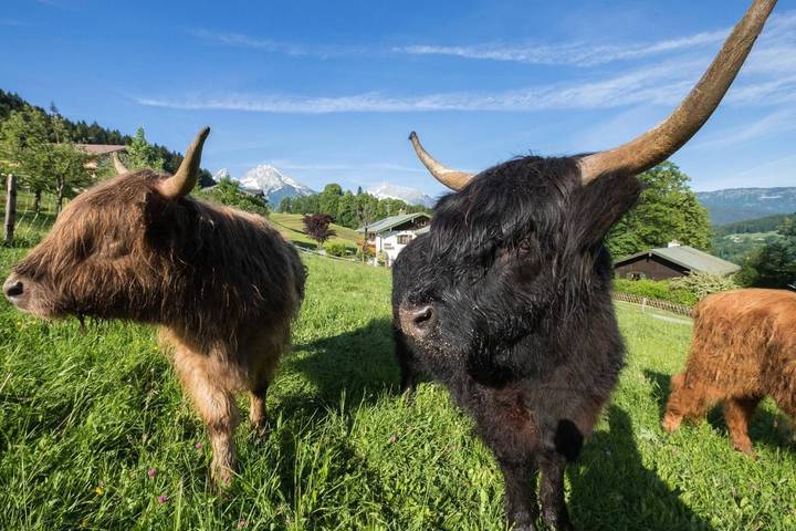 Maison d’hôte pour 6 personnes, avec vue et piscine ainsi que jardin et sauna à Berchtesgaden - 3