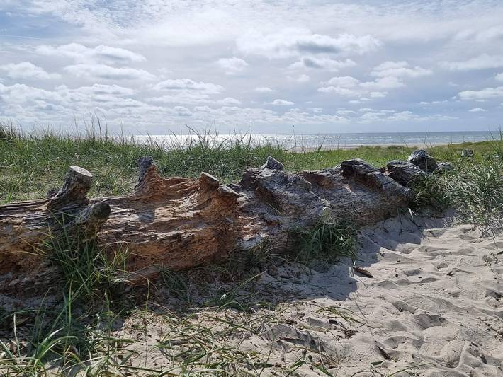 Ferienhaus für 4 Personen, mit Whirlpool und Terrasse sowie Sauna, kinderfreundlich in Tirpitz Museum (Oksby) - 3