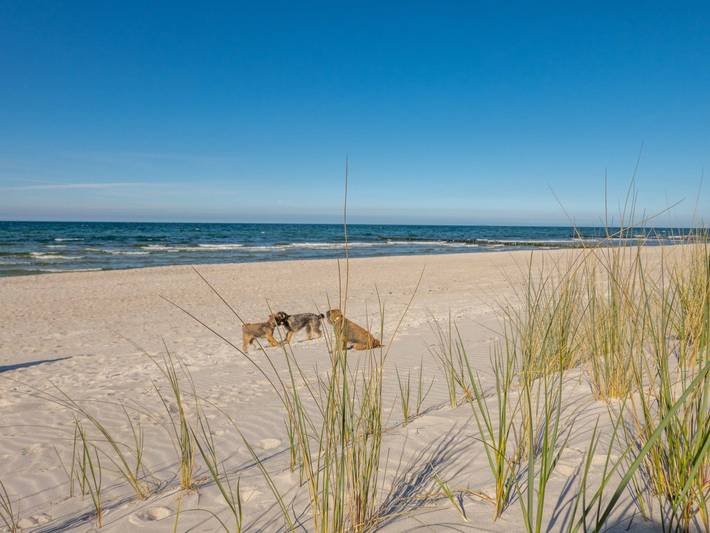 Ferienhaus für 5 Personen, mit Garten in Pruchten - 2