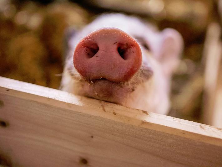 Ferienhaus für 4 Personen, mit Sauna und Garten sowie Pool, kinderfreundlich in Waltenhofen - 2