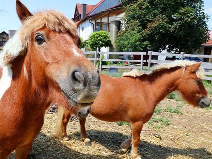 Hotel-Restaurant Werneths Landgasthof Hirschen - Einzelzimmer mit Dusche und Wc in Europa-Park, Rheinhausen