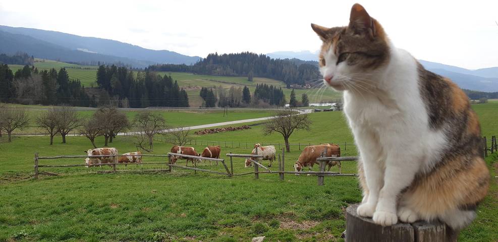 Pension für 4 Personen, mit Garten und Terrasse, kinderfreundlich in der Steiermark - 2