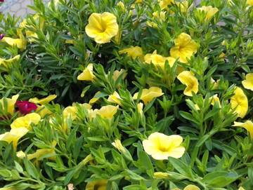 Ferienwohnung für 3 Personen in Oberammergau, Ammergauer Alpen, Bild 1