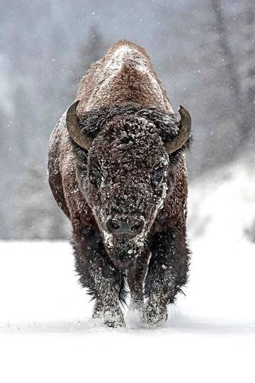 Log Cabin for 4 Guests in Cody (WY), Absaroka Range, Picture 2