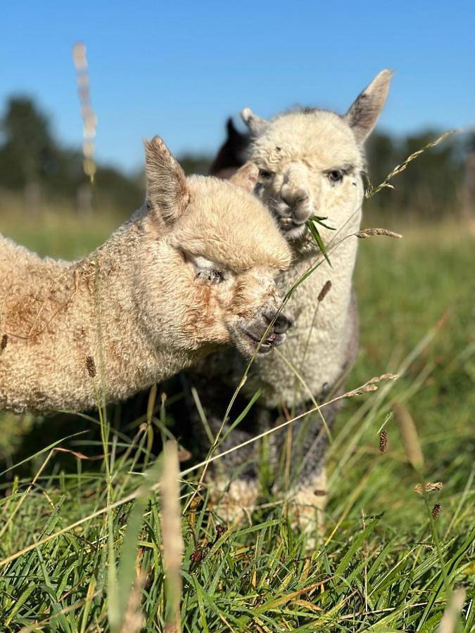 Location de vacances pour 5 personnes, avec jardin ainsi que vue sur le lac et vue, adapté aux familles à Champniers-et-Reilhac - 3