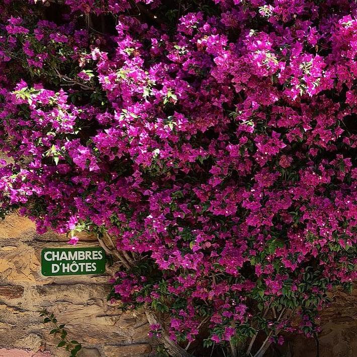 Chambre d’hôte pour 3 personnes, avec sauna ainsi que jardin et jacuzzi, animaux acceptés dans les Pyrénées-Orientales - 4