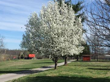 Vacation House for 5 Guests in Tennessee, USA, Picture 4