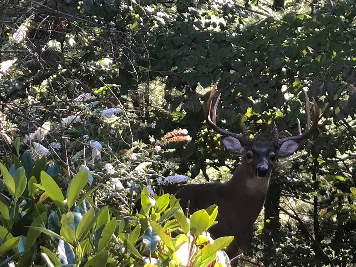 Vacation rental for 8 people, with yard and pool in Big Canoe