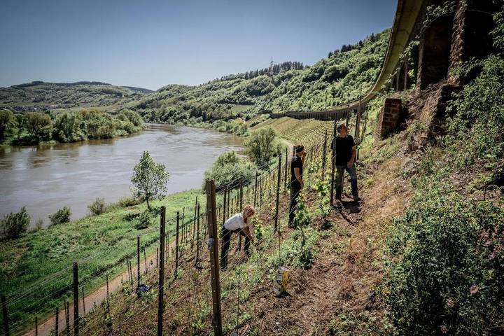 Ferienwohnung für 5 Personen, mit Garten und Ausblick in Pünderich - 3