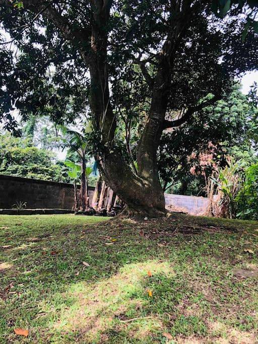 Gîte pour 2 personnes, avec vue ainsi que jardin et terrasse dans La Soufrière - 4