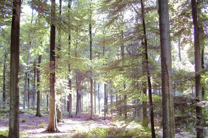 Location de vacances pour 8 personnes à Auderghem - 4