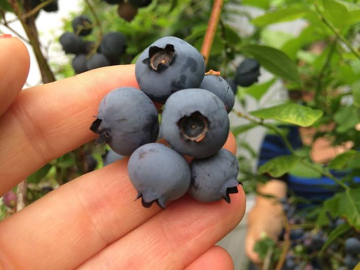 Appartamento per 6 persone, con idromassaggio e giardino in Maine