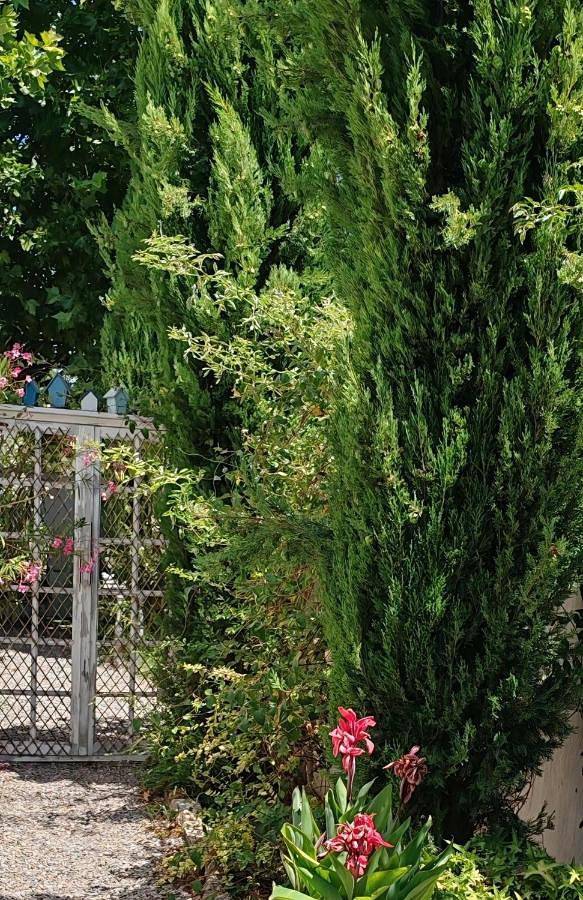 Le Petit Jardin ... in L'Isle-sur-la-Sorgue, Vaucluse