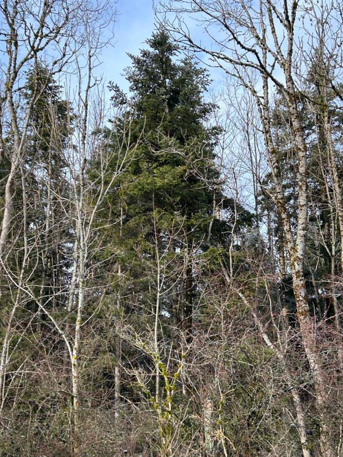 Gîte pour 2 personnes, avec vue et jardin, animaux acceptés à Arc-sous-Cicon - 3