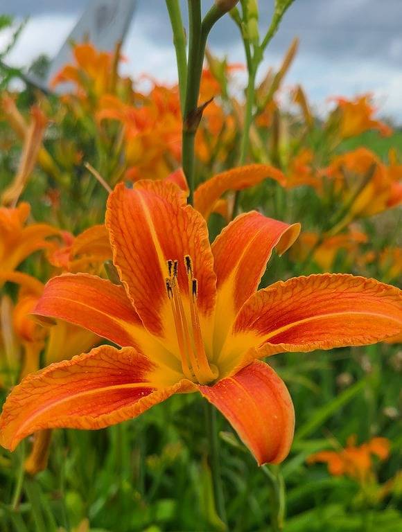 \"Thyme Away\" - Ein ruhiges Zuhause auf dem Land in Keuka Lake