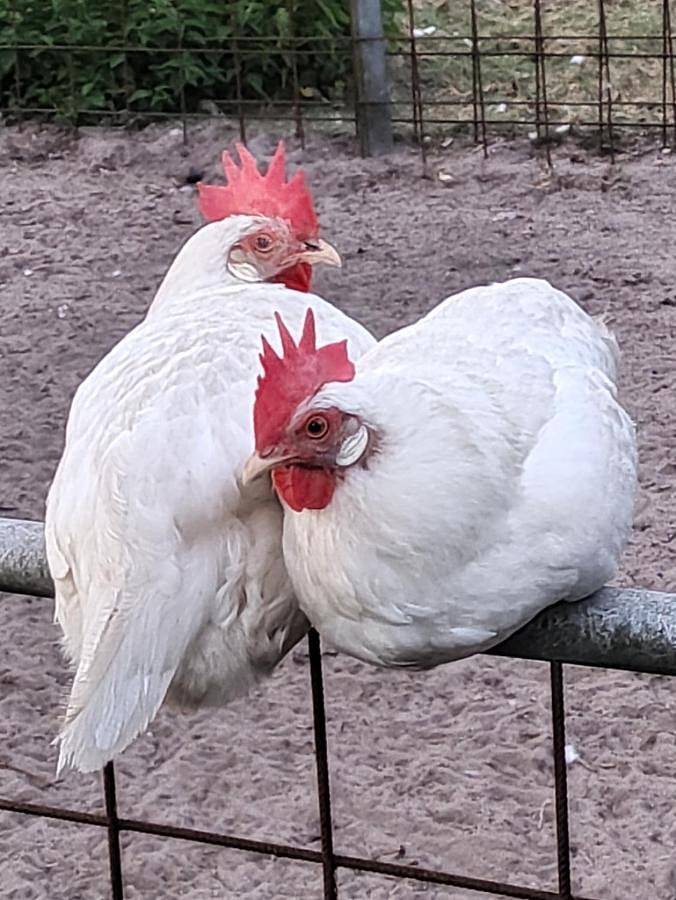 Ferienwohnung für 3 Personen, mit Balkon und Terrasse sowie Garten und Sauna in Naturpark Aukrug - 4
