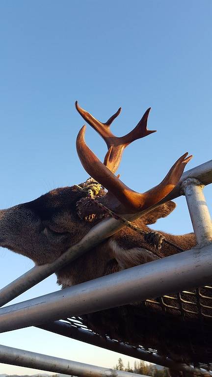 Love Shack Cabin Mieten. Das Hotel liegt in Coffman Cove auf Prince of Wales Island. in Prince of Wales-Hyder
