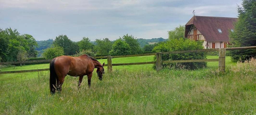 Chambre d’hôte pour 5 personnes, avec jardin et vue, animaux acceptés dans le Calvados - 4
