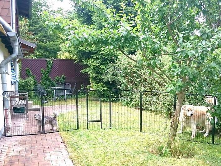 Wolf mit Kaminofen in Zorge, Harzvorland