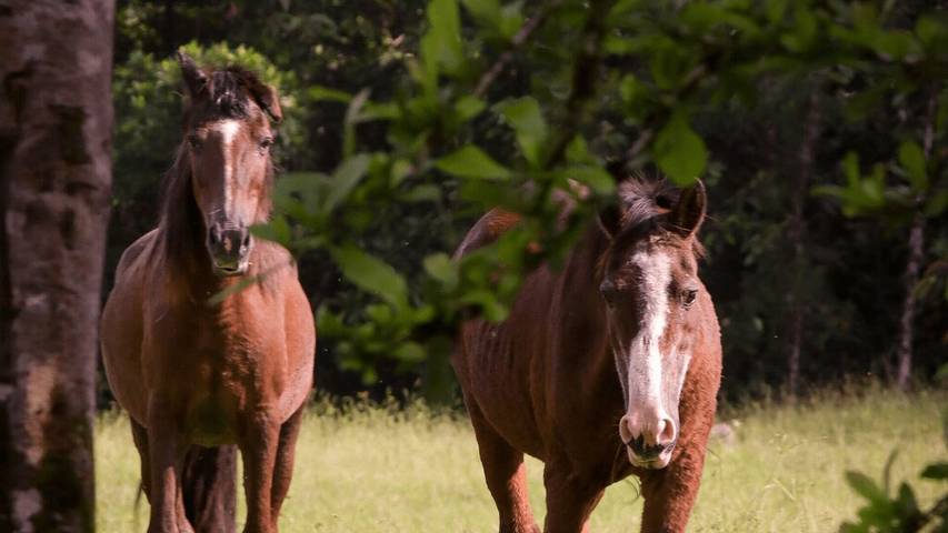 Location de vacances pour 12 personnes, avec balcon et jardin, animaux acceptés à Joinville
