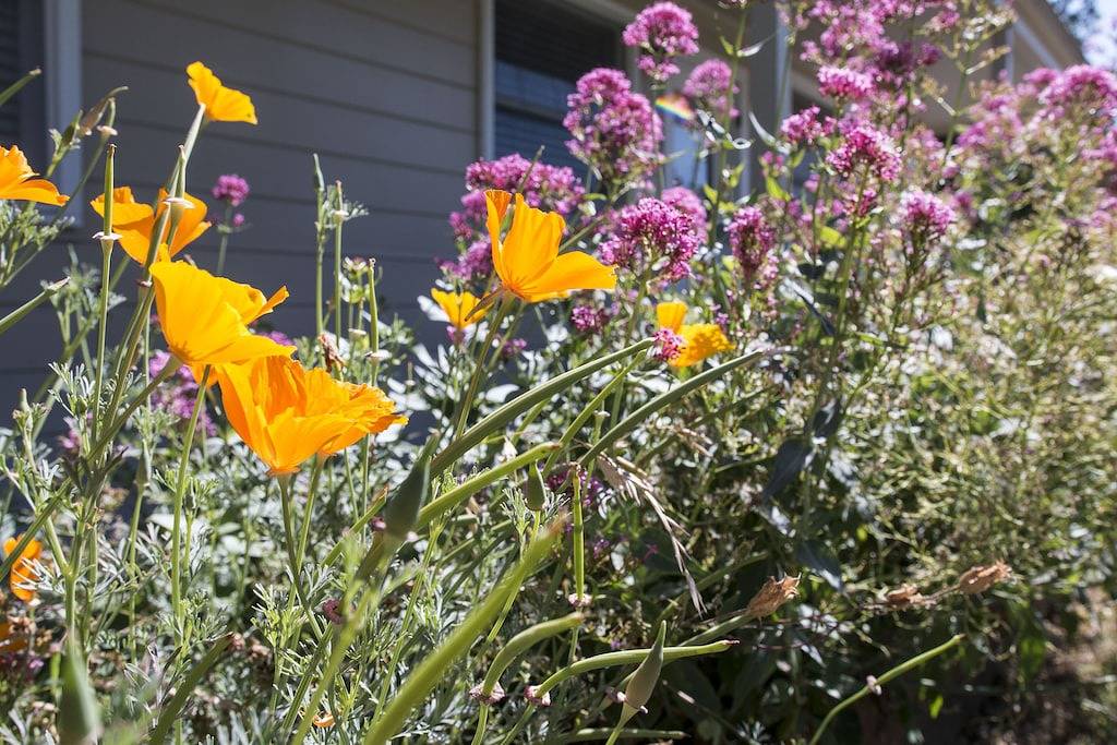 1 Bedroom Cottage Walking Distance to Down Town in Santa Rosa, California North Coast