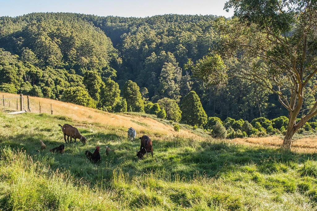Top of the Otways the Country Cottage in Wye River, Colac Otway Shire