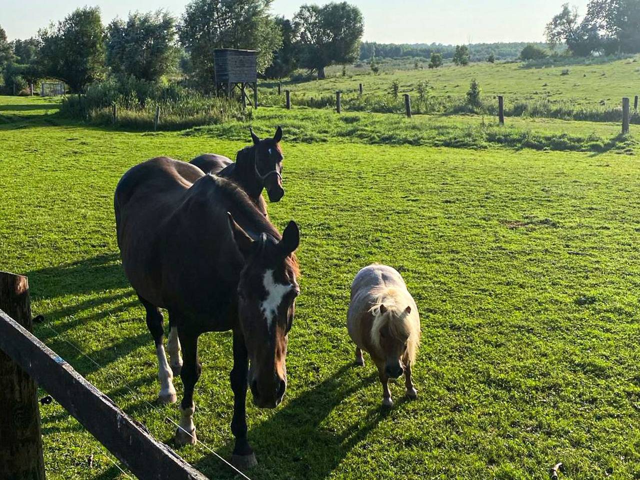 Ferienwohnung Weideglück - Ferienwohnung in Nossendorf, Mecklenburgische Seenplatte