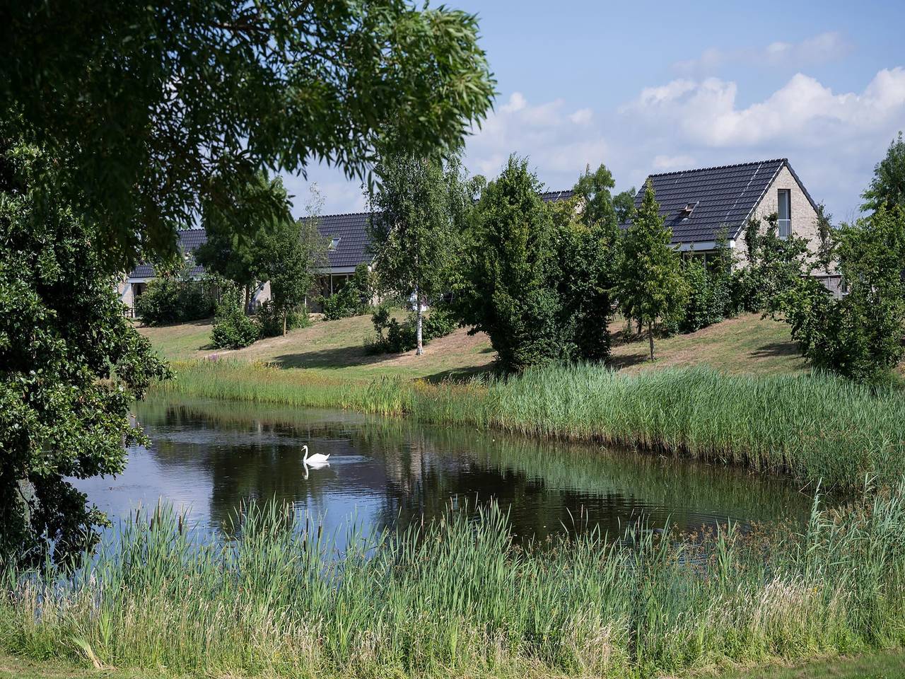 Schwanzwedelnde Flucht zum See in Limburg (Niederlande)