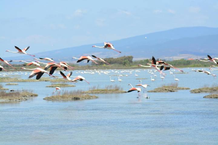 Chambre d’hôte pour 3 personnes, avec jardin à Cabras - 4