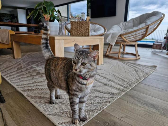 Chambre d’hôte pour 2 personnes, avec vue et jardin ainsi que piscine et terrasse sur l' Île de Madère - 2