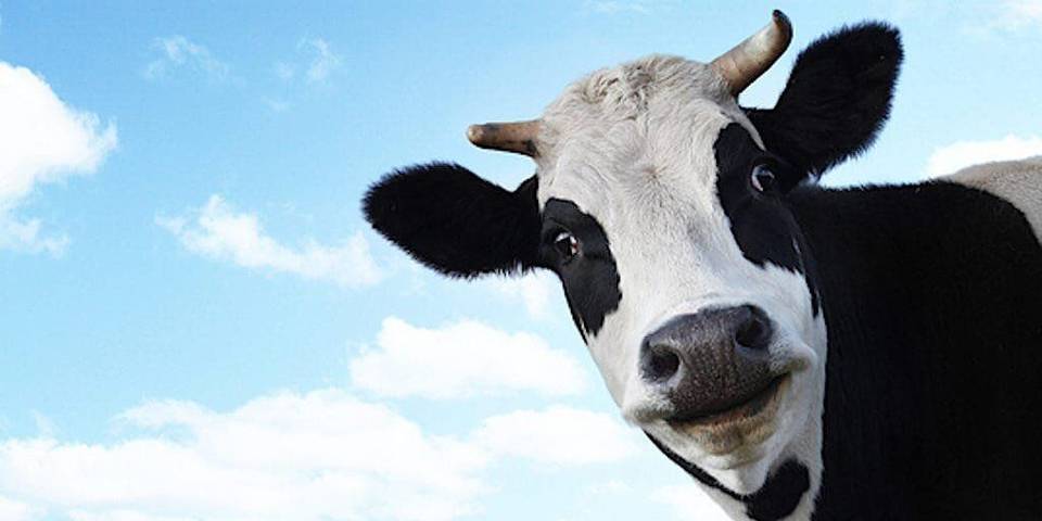 Ferienhaus für 6 Personen, mit Garten und Sauna, mit Haustier in Wesermarsch - 3