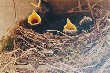 Maison de vacances pour 40 personnes, avec terrasse en Champagne-Ardenne
