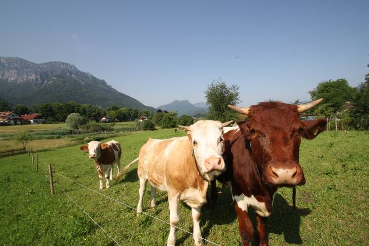 Ferienwohnung für 5 Personen, mit Garten, kinderfreundlich im Berchtesgadener Land - 4