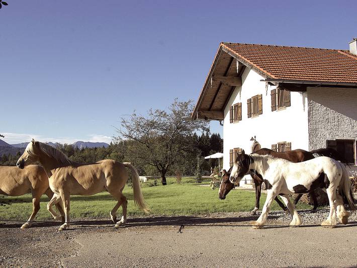 Ferienhaus für 6 Personen, mit Terrasse und Garten sowie Pool